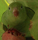 Toui à ailes variées