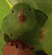 White-winged Parakeet