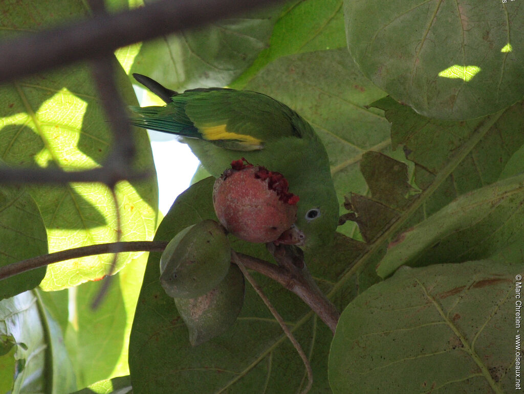 Toui à ailes variées