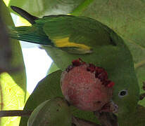 White-winged Parakeet