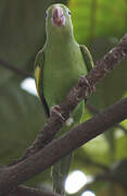 White-winged Parakeet