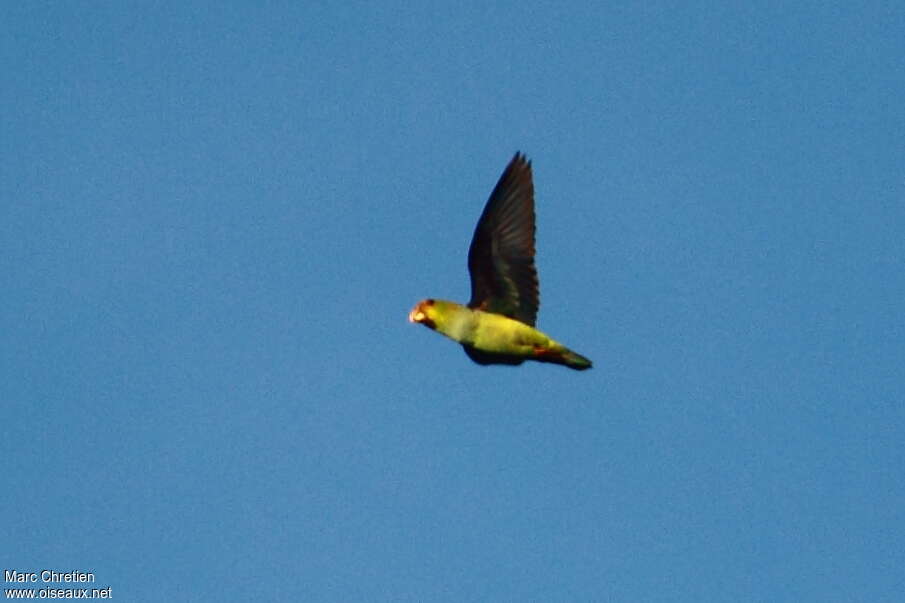 Lilac-tailed Parrotletadult, identification