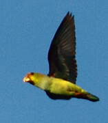 Lilac-tailed Parrotlet