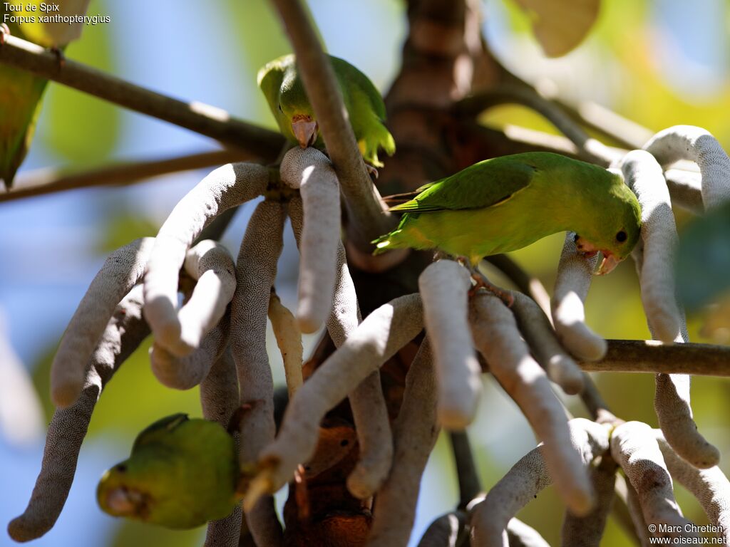 Blue-winged Parrotlet