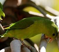 Blue-winged Parrotlet