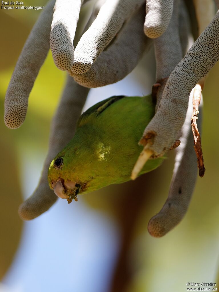 Blue-winged Parrotlet