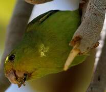 Cobalt-rumped Parrotlet