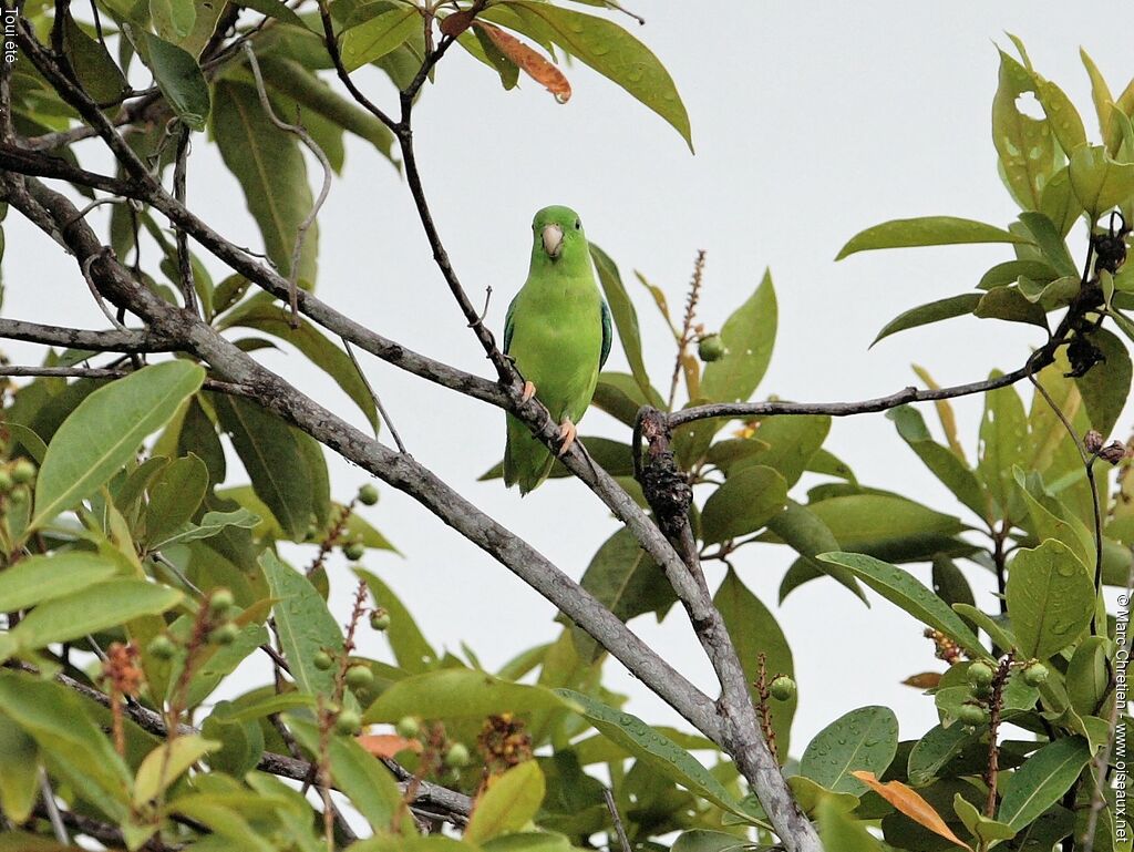 Green-rumped Parrotlet