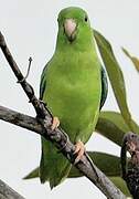 Green-rumped Parrotlet