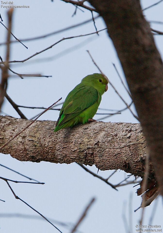 Green-rumped Parrotlet