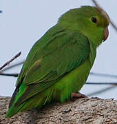 Green-rumped Parrotlet