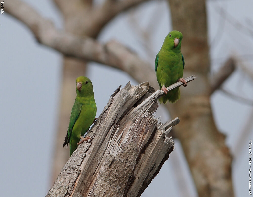 Green-rumped Parrotlet 