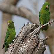 Green-rumped Parrotlet