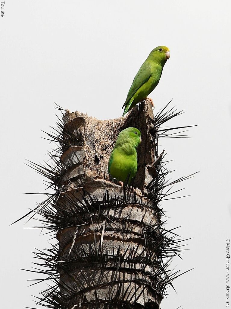 Green-rumped Parrotlet adult