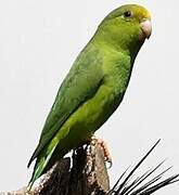 Green-rumped Parrotlet