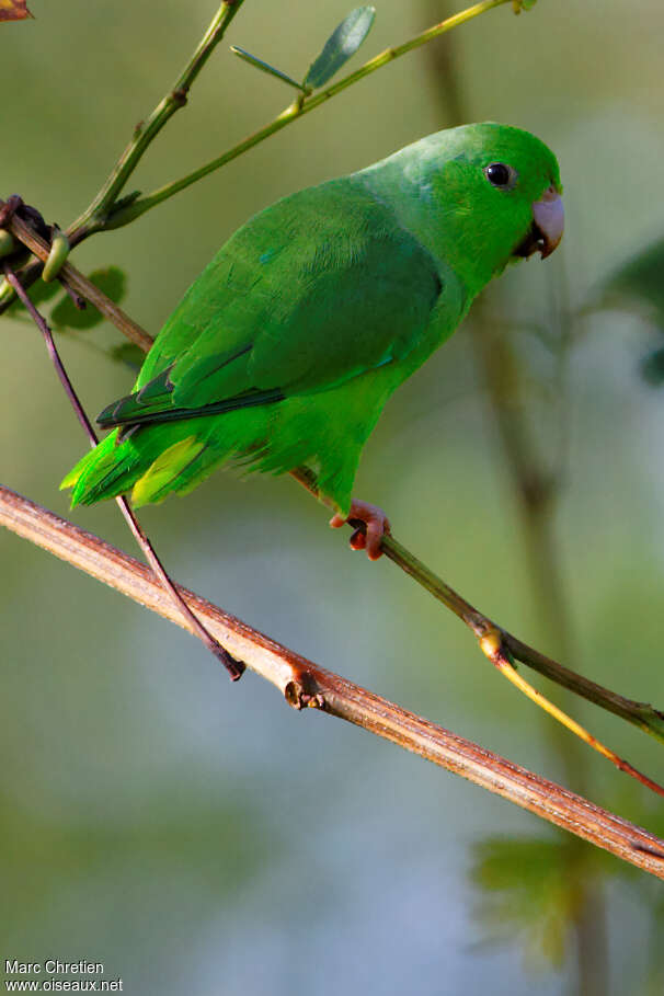 Green-rumped Parrotletadult, identification