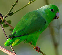 Green-rumped Parrotlet