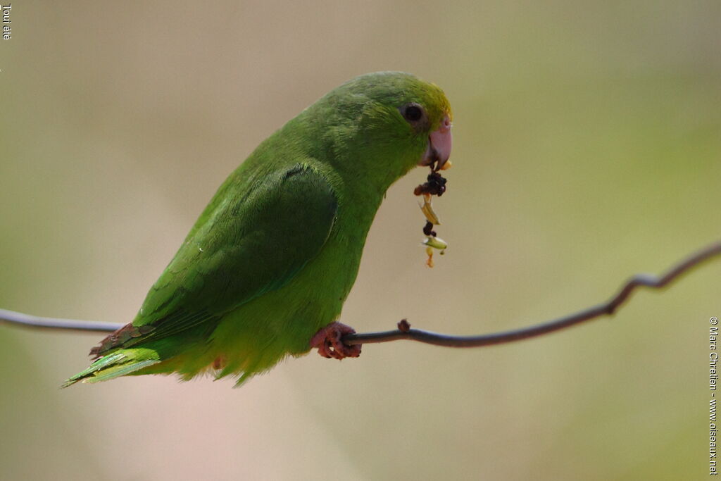 Green-rumped Parrotlet