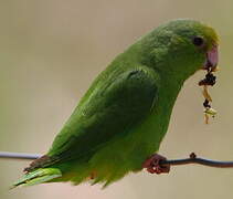 Green-rumped Parrotlet