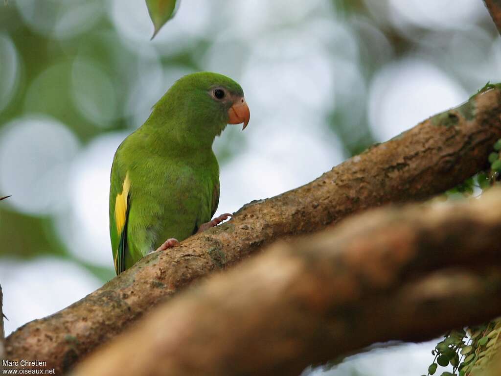 Golden-winged Parakeetadult, close-up portrait