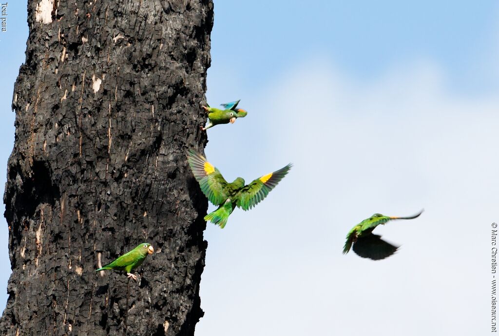 Golden-winged Parakeet, identification