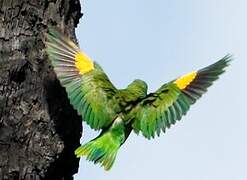 Golden-winged Parakeet