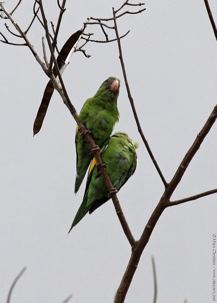 Golden-winged Parakeet adult