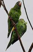 Golden-winged Parakeet