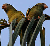 Golden-winged Parakeet