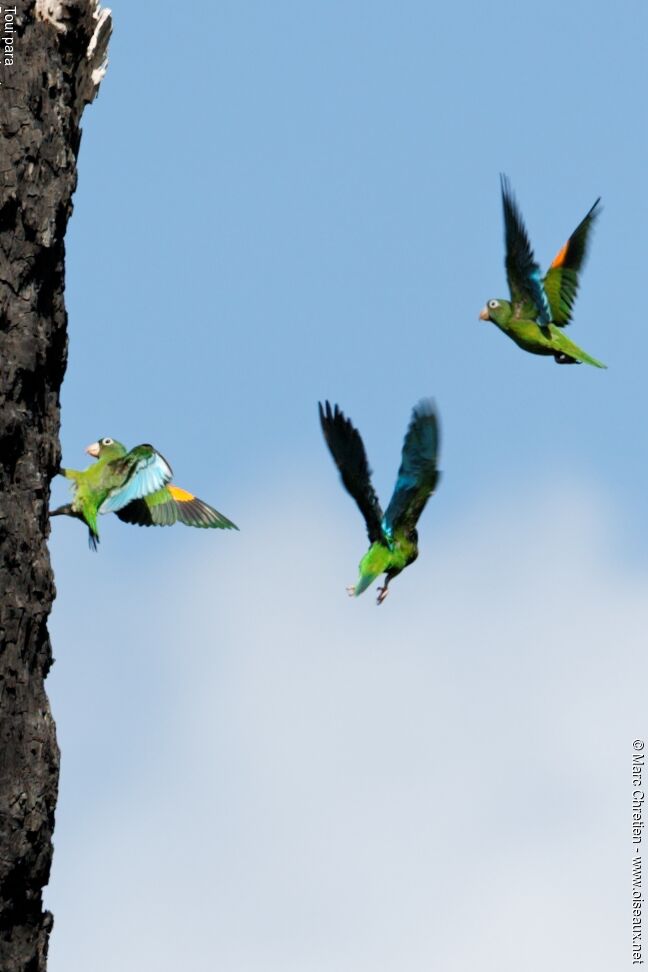 Golden-winged Parakeet