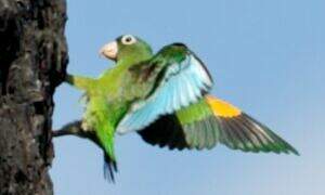 Golden-winged Parakeet