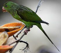 Plain Parakeet