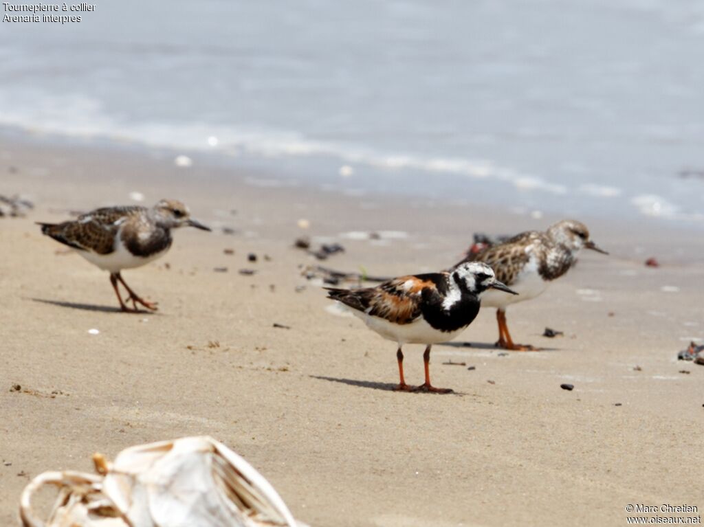 Ruddy Turnstone