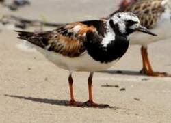 Ruddy Turnstone