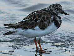 Ruddy Turnstone