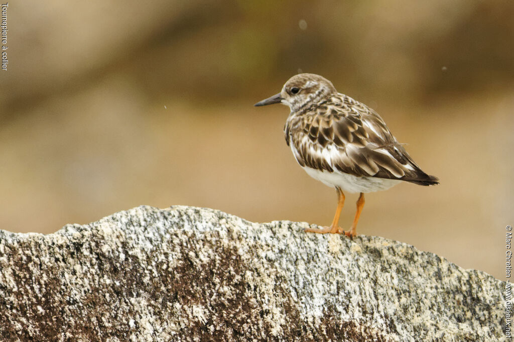 Ruddy Turnstone