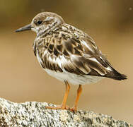 Ruddy Turnstone