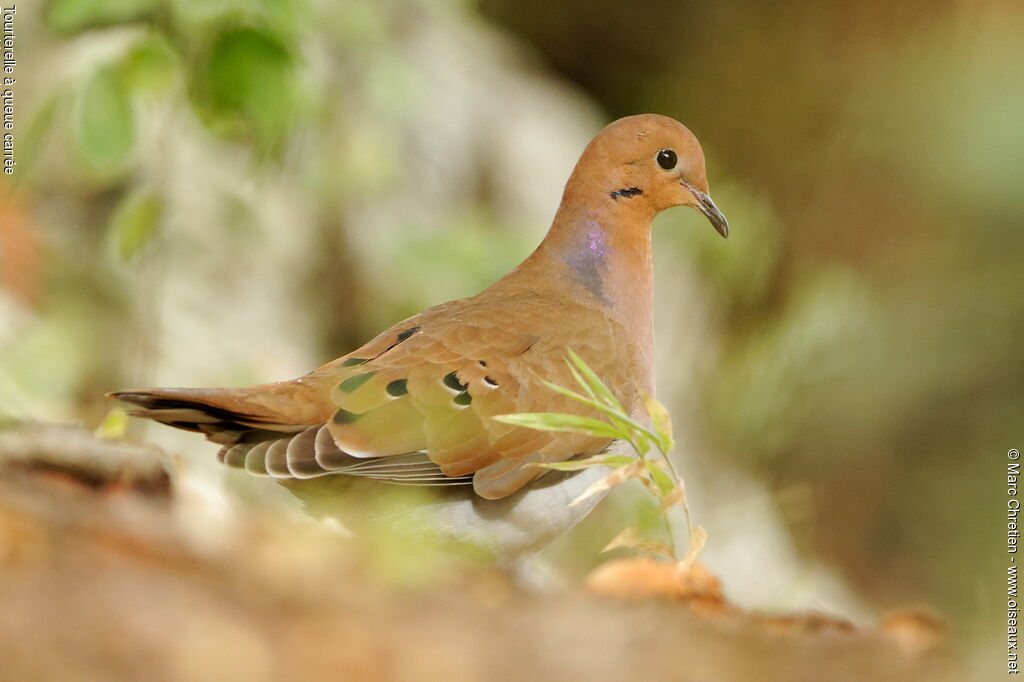 Zenaida Dove