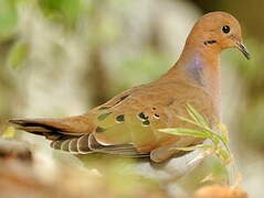 Zenaida Dove