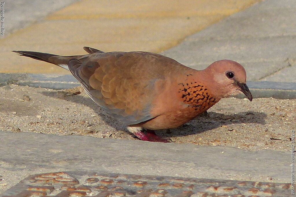 Laughing Dove male adult