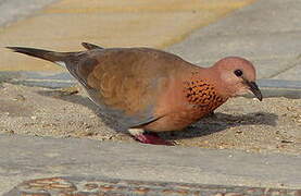 Laughing Dove