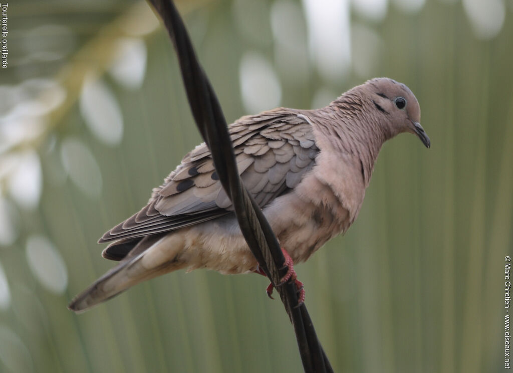 Eared Dove