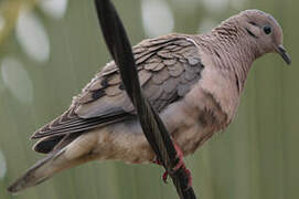 Eared Dove