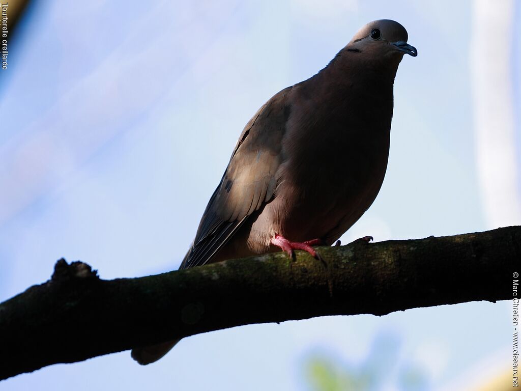 Eared Doveadult