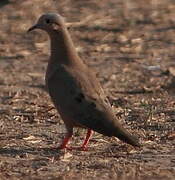 Eared Dove