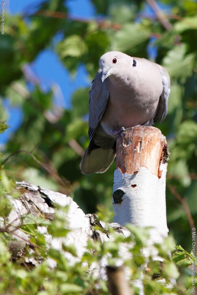 Eurasian Collared Doveadult