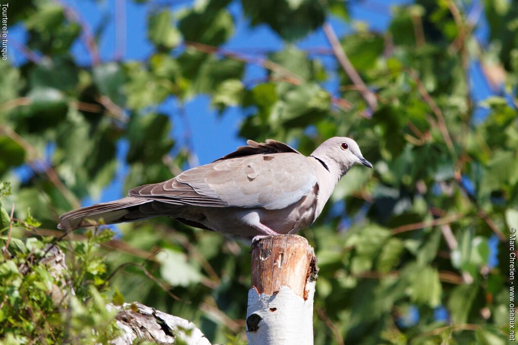 Eurasian Collared Doveadult