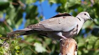 Eurasian Collared Dove