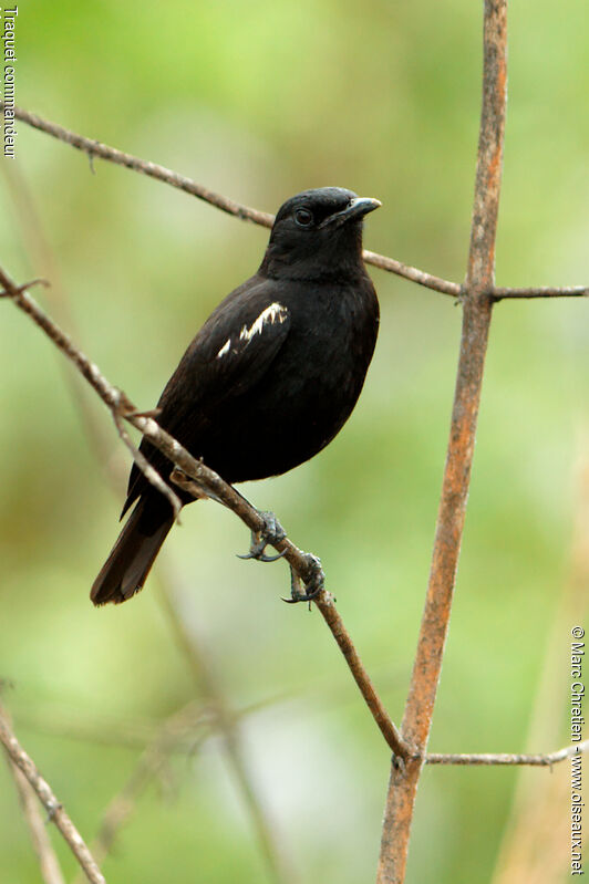 Sooty Chat male adult, identification
