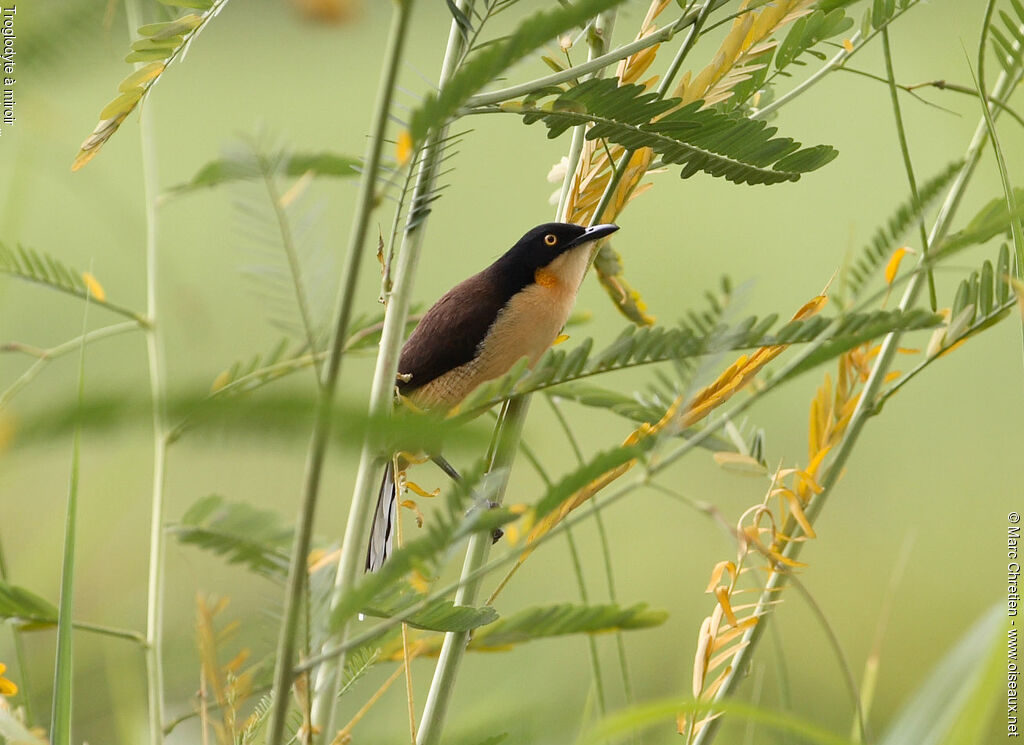 Black-capped Donacobius